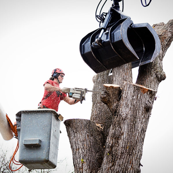 tree removal using cherry picker and crane